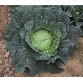 KAPUSTA BIAŁA PŁASKA RESPECTA F1 PREC. ST