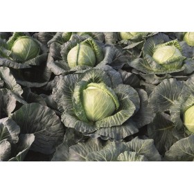 KAPUSTA BIAŁA KRAUTMAN PREC. 2,5 TYS ST