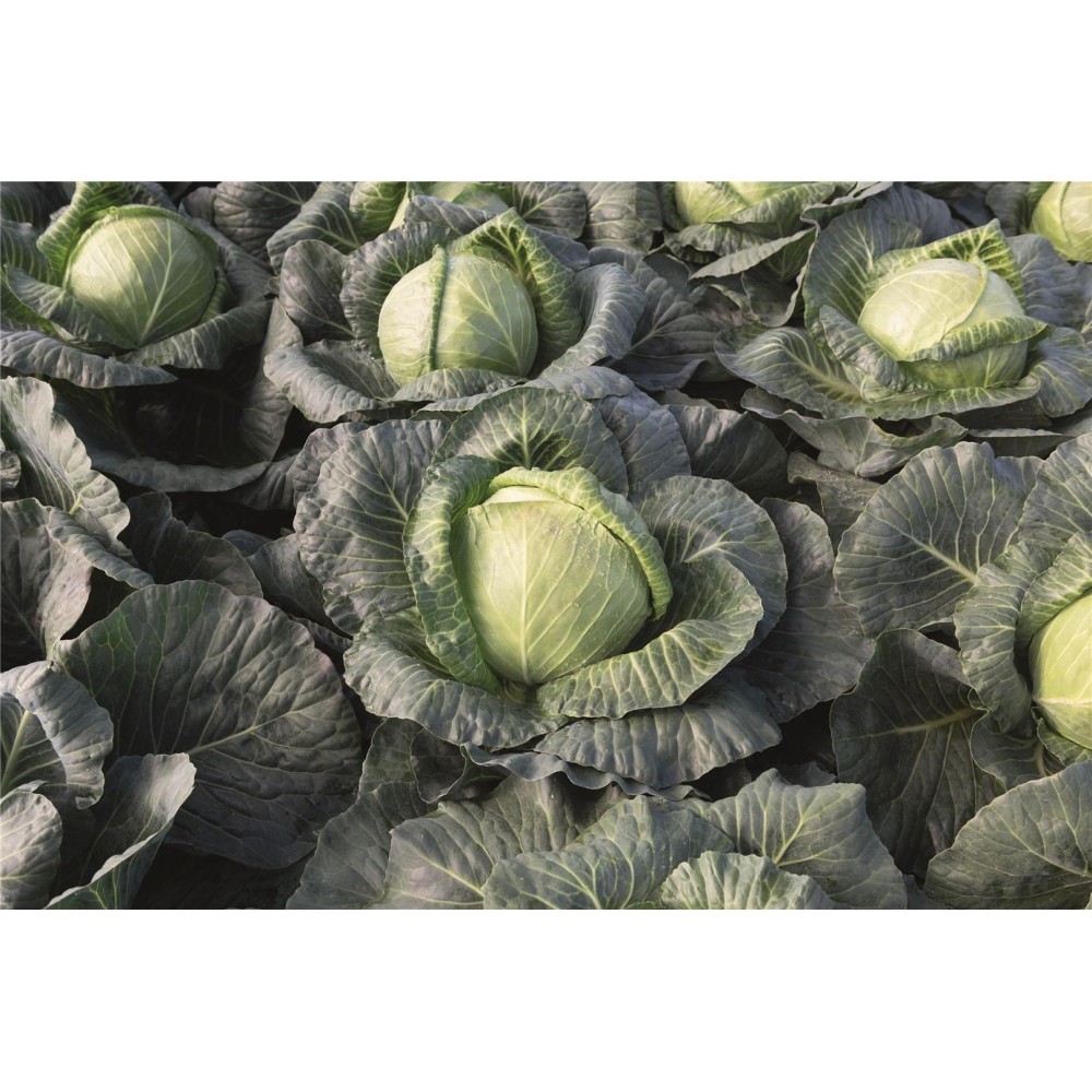 KAPUSTA BIAŁA KRAUTMAN PREC. 2,5 TYS ST