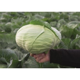 KAPUSTA PALAMUT 2.5T ST