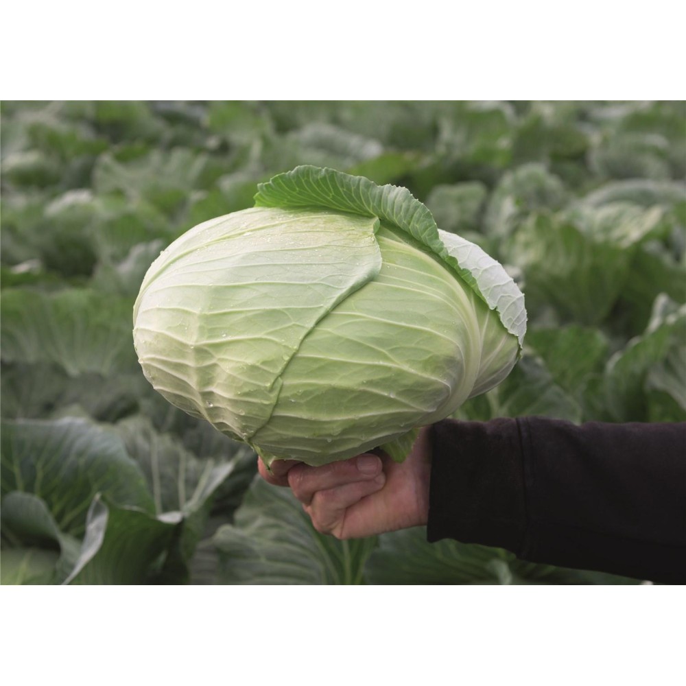 KAPUSTA PALAMUT 2.5T ST