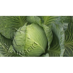 KAPUSTA BIAŁA KAJAK 2,5 TYS ST