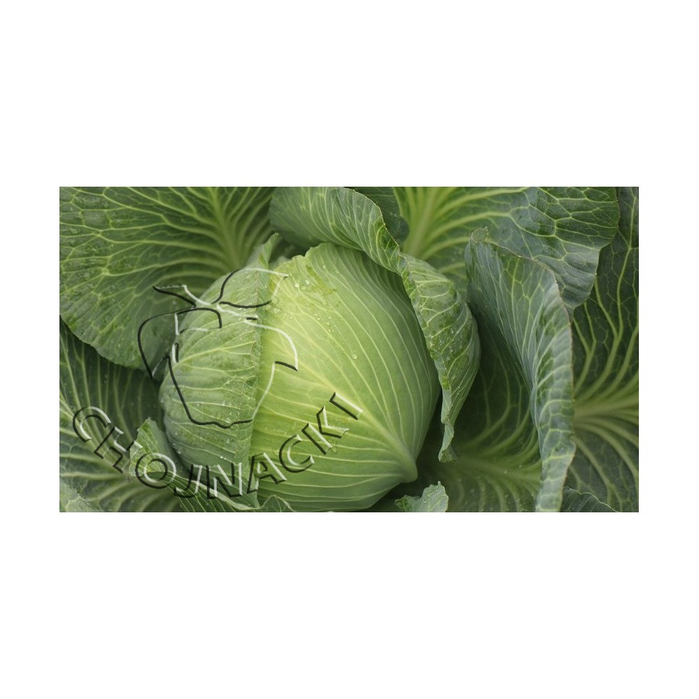 KAPUSTA BIAŁA KAJAK 2,5 TYS ST