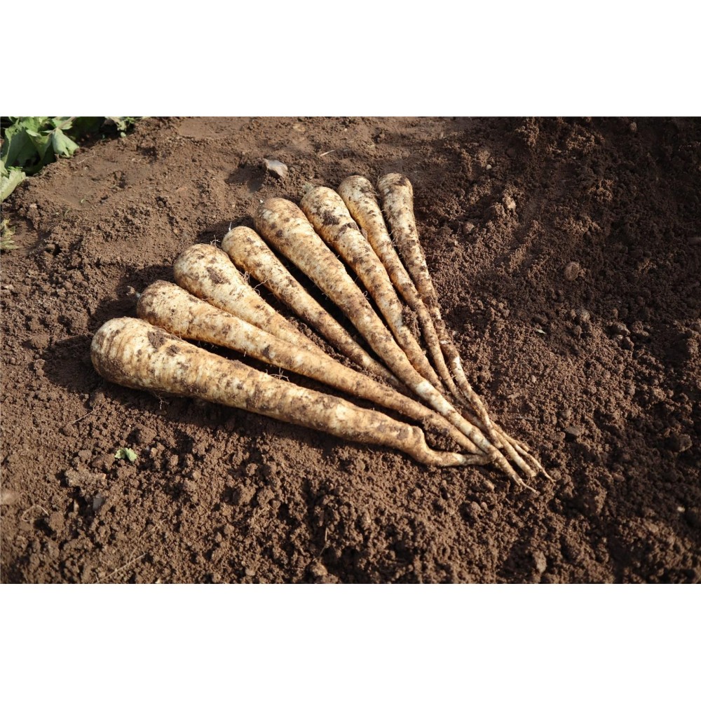 PASTERNAK PEGASUS 50TYS ST