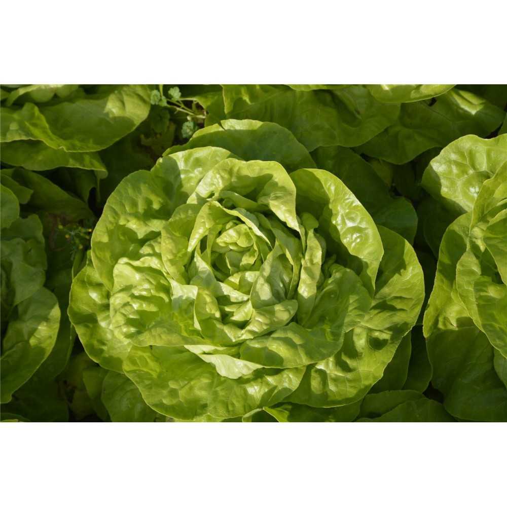 SAŁATA MASŁOWA SOTALIS PRIMED 5 TYS ST