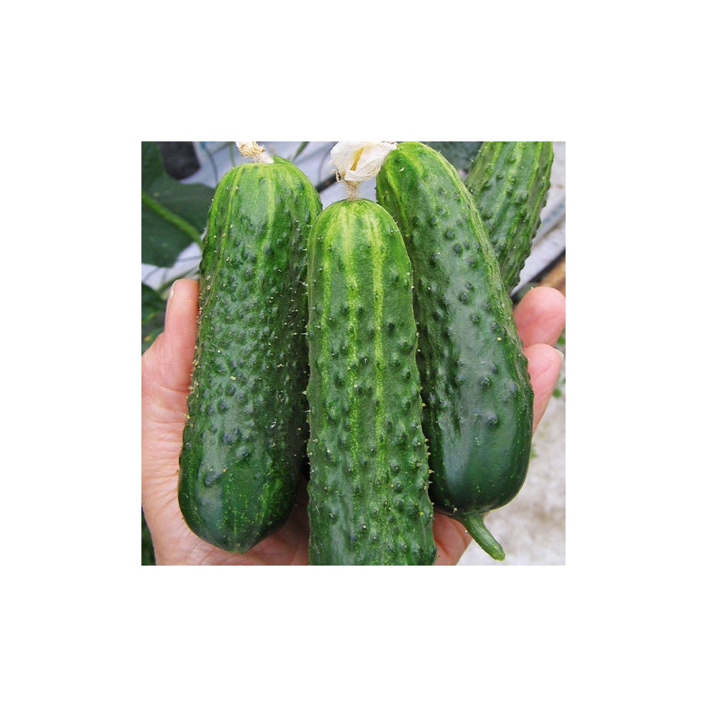 OGÓREK PARTENOKARPNY POLOWY MONISIA 250NAS F1