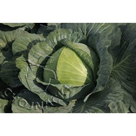 KAPUSTA BIAŁA TRANSAM F1 2,5 TYS PREC.