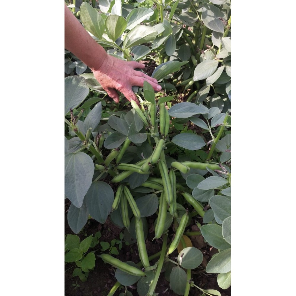 BÓB BUFFALO 5 KG ST