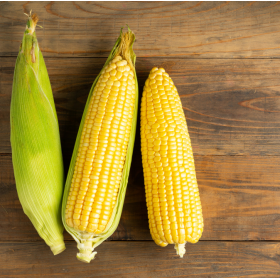 KUKURYDZA OPOKA FAO 240 50TYS