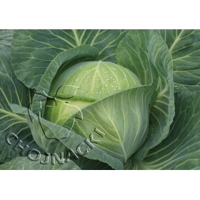 KAPUSTA BIAŁA ZACAPA 2,5 TYS PRECYZYJNE ST