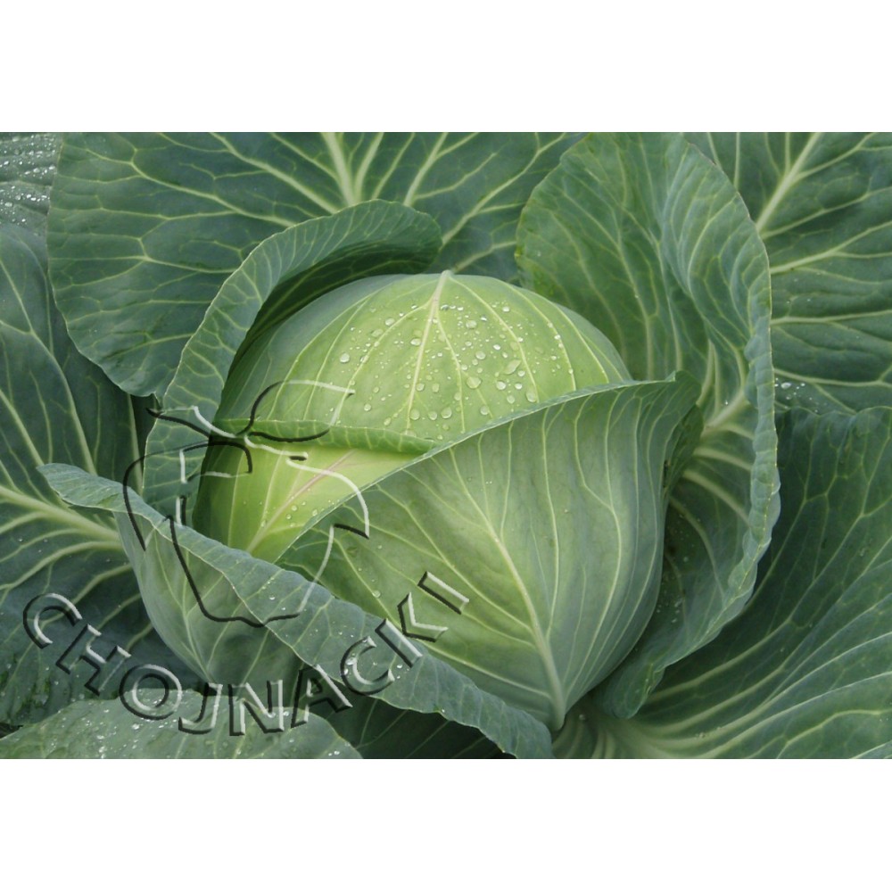 KAPUSTA BIAŁA ZACAPA 2,5 TYS PRECYZYJNE ST