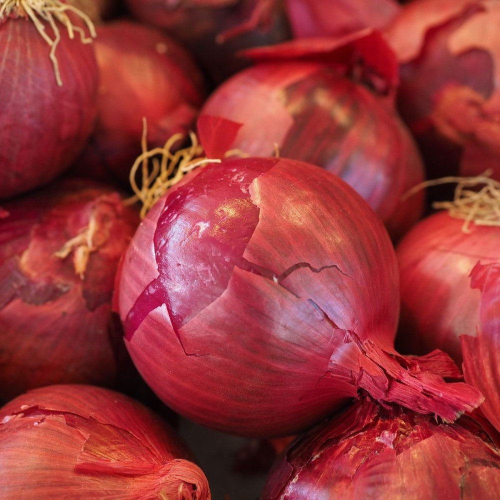 CEBULA CZERWONA RED GLAMOUR 250 TYS