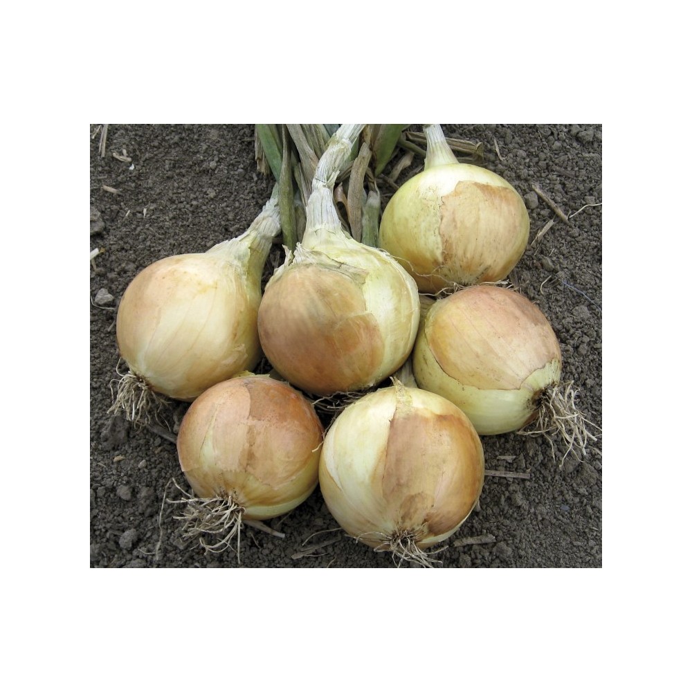 CEBULA OZIMA SARATOGA NATURALNE 0,5 KG ST