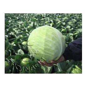 KAPUSTA GŁOWIASTA BIAŁA DRAGO 2,5 TYS PRECYZYJNE ST