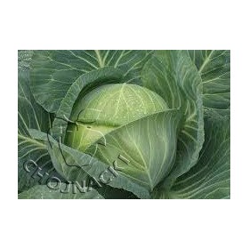 KAPUSTA GŁOWIASTA BIAŁA RANINI 2,5TYS PREC. ST