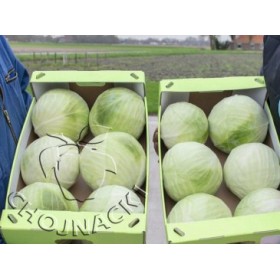 KAPUSTA KALUGA F1 2,5 TYS PREC. ST