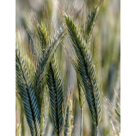 ŻYTO OZIME HYBRYDOWE HELLTOP C/1 JEDN.SIEWNA