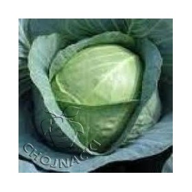 KAPUSTA KRAUTMAN F1 2,5 TYS ST