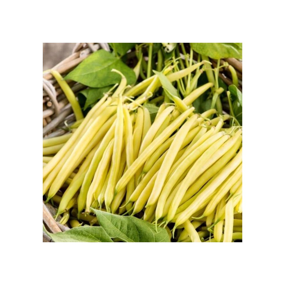 FASOLA GOLDPANTERA 500 GR
