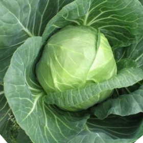 KAPUSTA BIAŁA NOZOMI F1 2,5 TYS ST