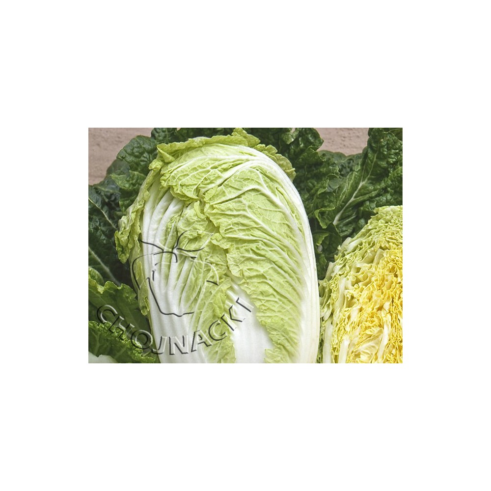 KAPUSTA PEKIŃSKA ORIENT SUPRISE F1 2,5 TYS PRECYZYJNE ST