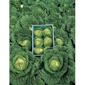 KAPUSTA WŁOSKA ALCOSA F1 2,5 TYS