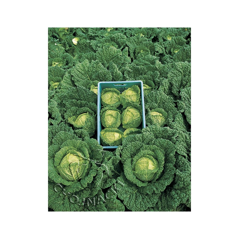 KAPUSTA WŁOSKA ALCOSA F1 2,5 TYS