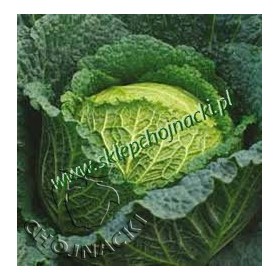 KAPUSTA WŁOSKA BAIKAL F1 2,5 TYS PRECYZYJNE