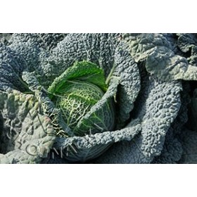 KAPUSTA WŁOSKA GLORIOSA F1 2,5 TYS PREC. ST