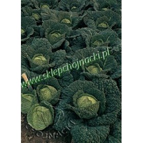 KAPUSTA WŁOSKA OVASA 2,5 TYS PREC. ST