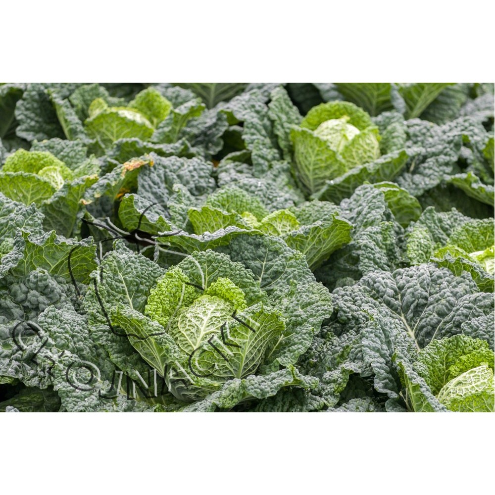 KAPUSTA WŁOSKA PRELUDIUM F1 2,5 TYS PRECYZYJNE