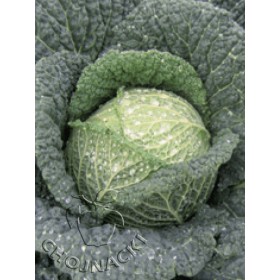 KAPUSTA WŁOSKA SPINEL F1 2,5 TYS PRECYZYJNE ST