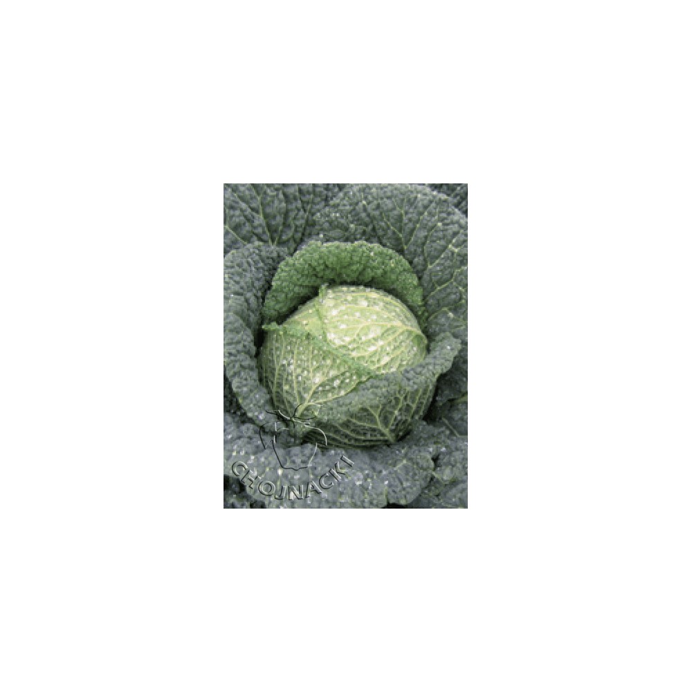 KAPUSTA WŁOSKA SPINEL F1 2,5 TYS PRECYZYJNE ST