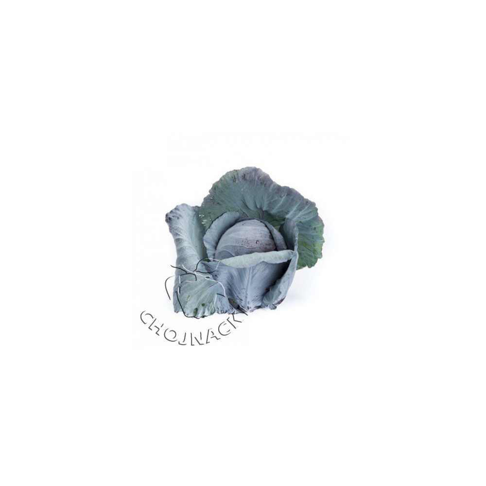 KAPUSTA CZERWONA REDMA RZ F1 2,5 TYS ST