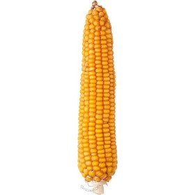 KUKURYDZA CEDRO C/1 15,7KG