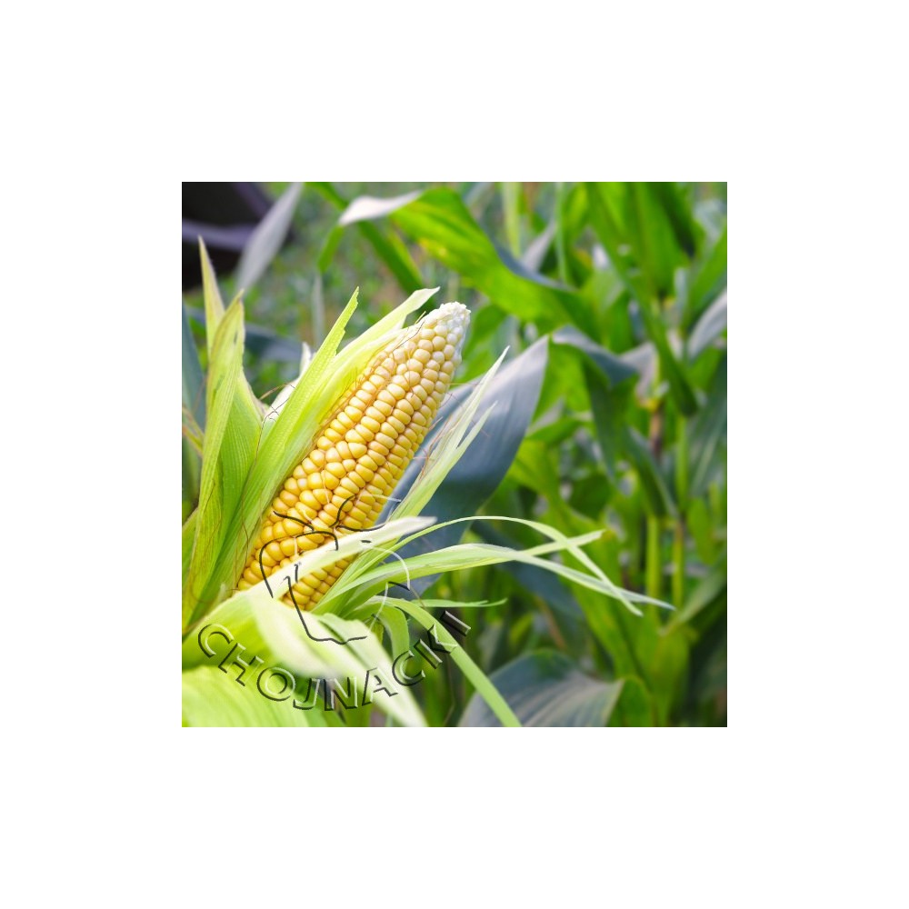 KUKURYDZA CUKROWA ELEMENT 100 TYS ST