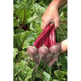 BURAK ĆWIKŁOWY SUBETO 50 TYS