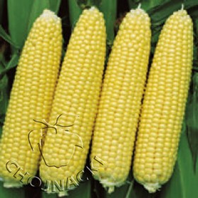 KUKURYDZA CUKROWA SUPER SŁODKA CHALLENGER F1 5 TYS
