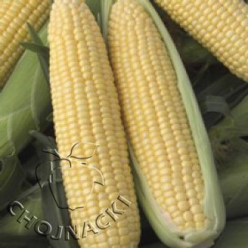 KUKURYDZA CUKROWA SUPER SŁODKA PASSION F1 5 TYS