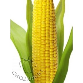 KUKURYDZA CUKROWA SUPER SŁODKA SV1446SD F1 100 TYS
