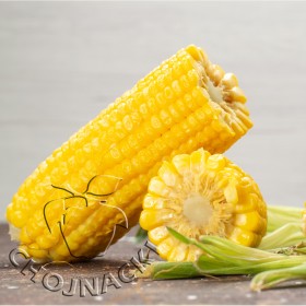 KUKURYDZA ROSOMAK FAO 250-260 C1 80TYŚ.NAS