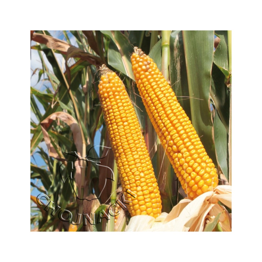 KUKURYDZA VITALICO 50 TYŚ FAO 240