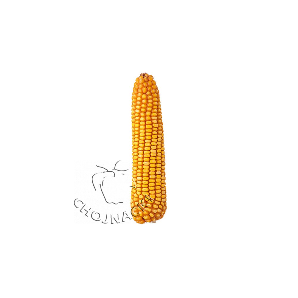 KUKURYDZA WIARUS C1 50TYŚ. NAS. FAO 220