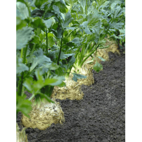 SELER KORZENIOWY ALPHA NOVISEM 10 TYS