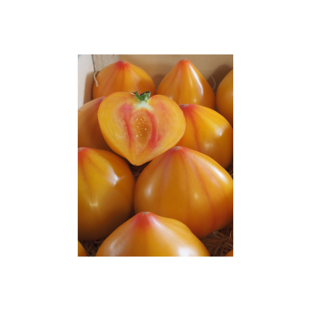 POMIDOR TUNELOWY FLAMANSUN F1 250 N ST