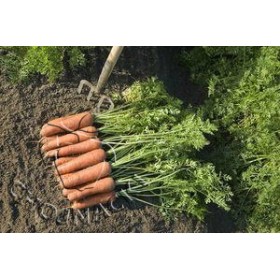 MARCHEW BASTIA F1 (1,6-1,8) 100TYS