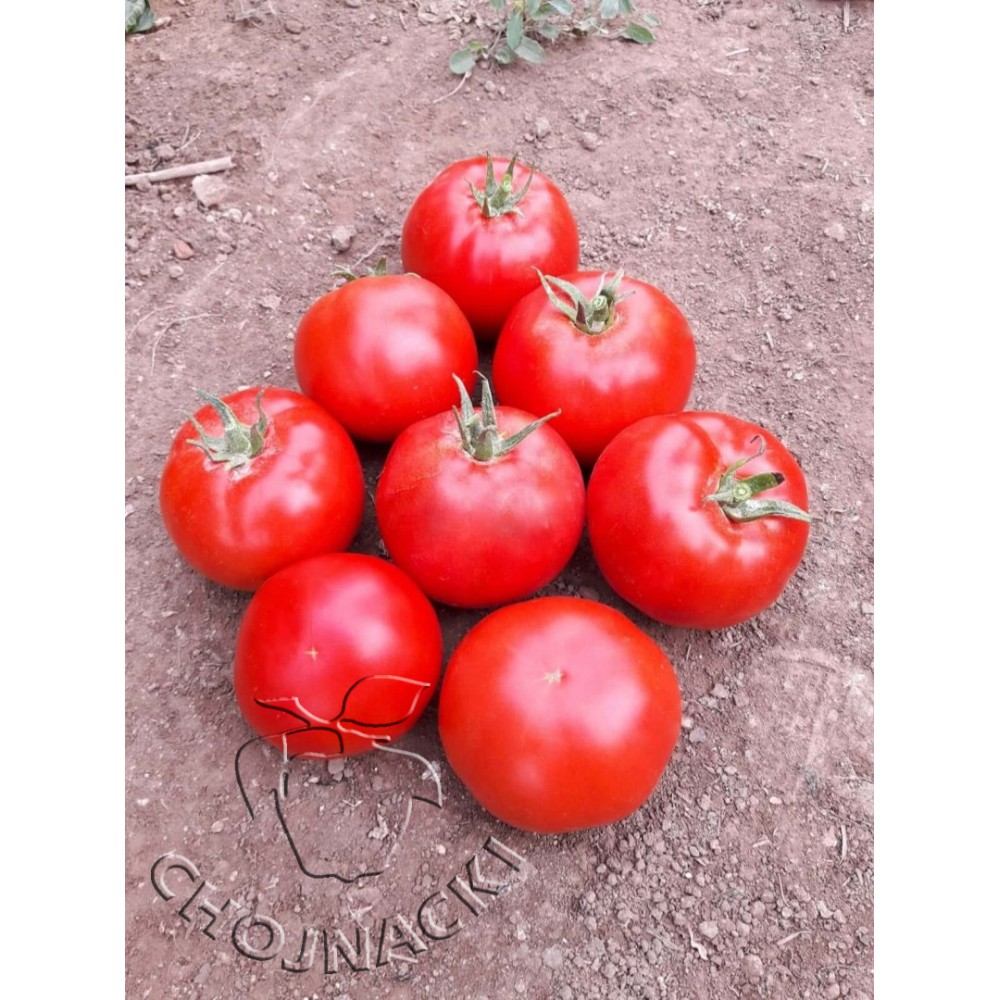 POMIDOR EKIN F1 GRUNTOWY 500 NAS