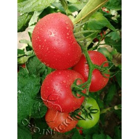 POMIDOR GUSTO PINK F1 500 NAS