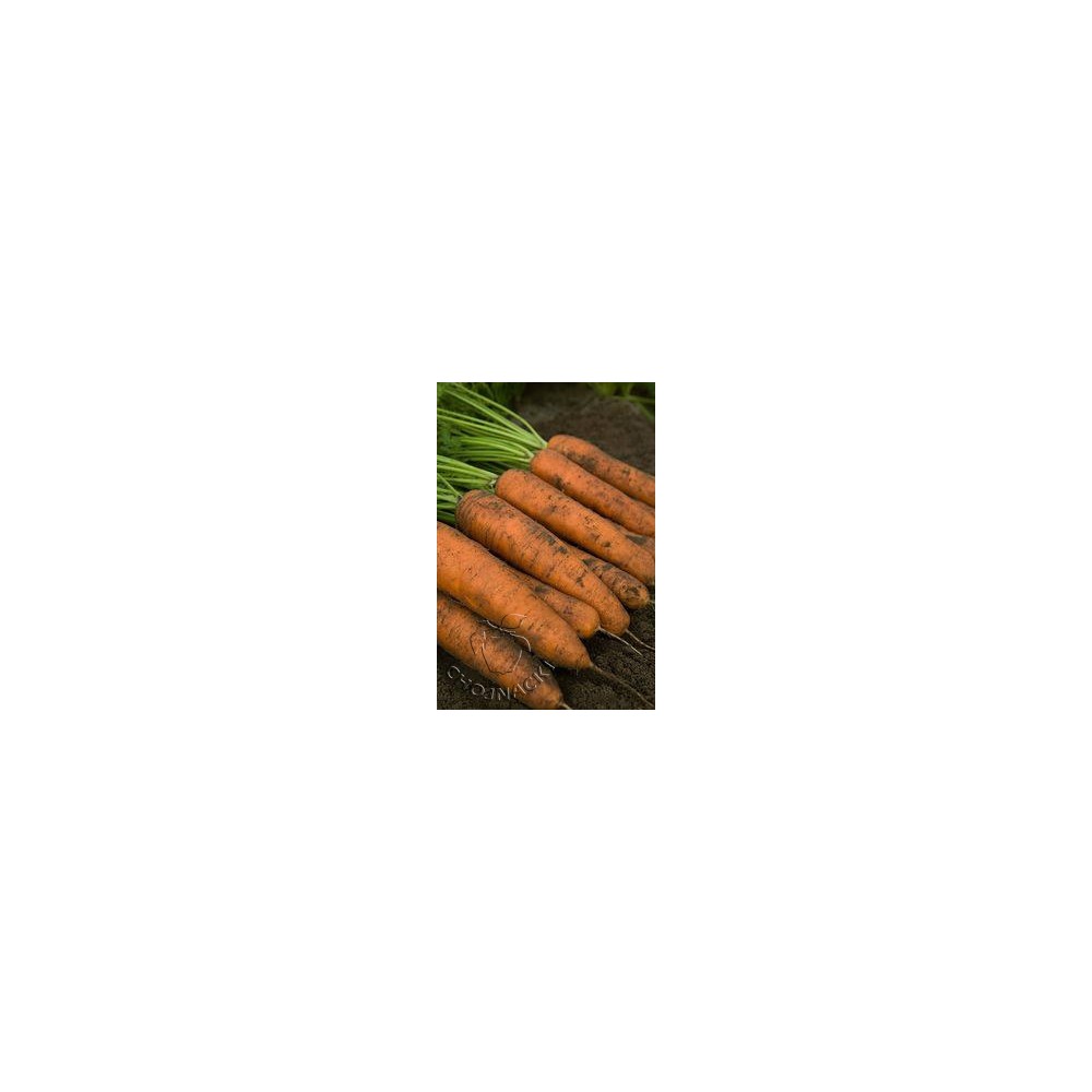 MARCHEW BELGRADO F1 (1,6-1,8) 100 TYS