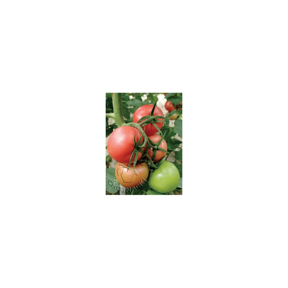 POMIDOR PINK PANTHER F1 MALINOWY 50 NAS
